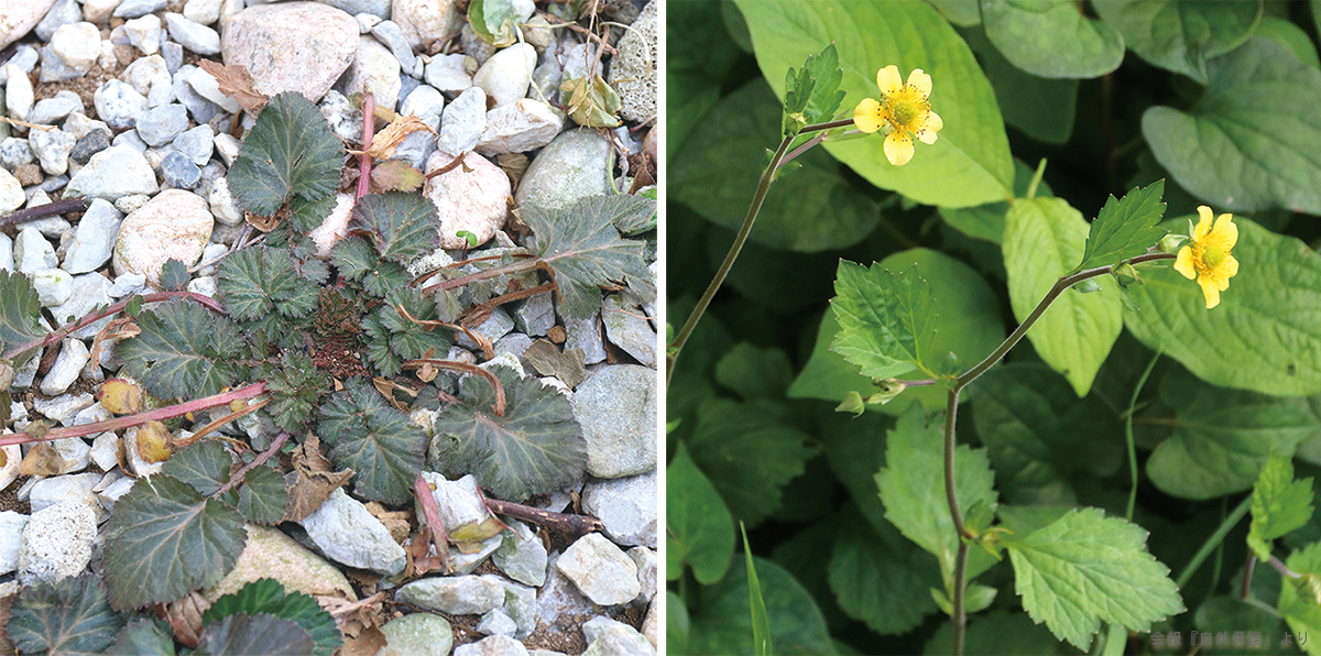 ダイコンソウのロゼットと花の写真