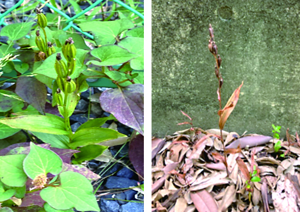 ギンランの写真