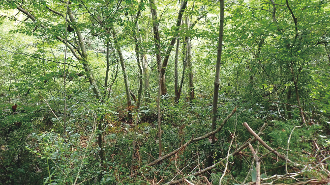 荒れた森の写真