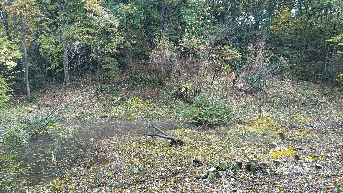 再生した湿地の写真