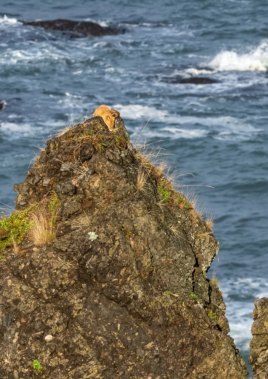 わぉ!グラフィック賞作品の画像