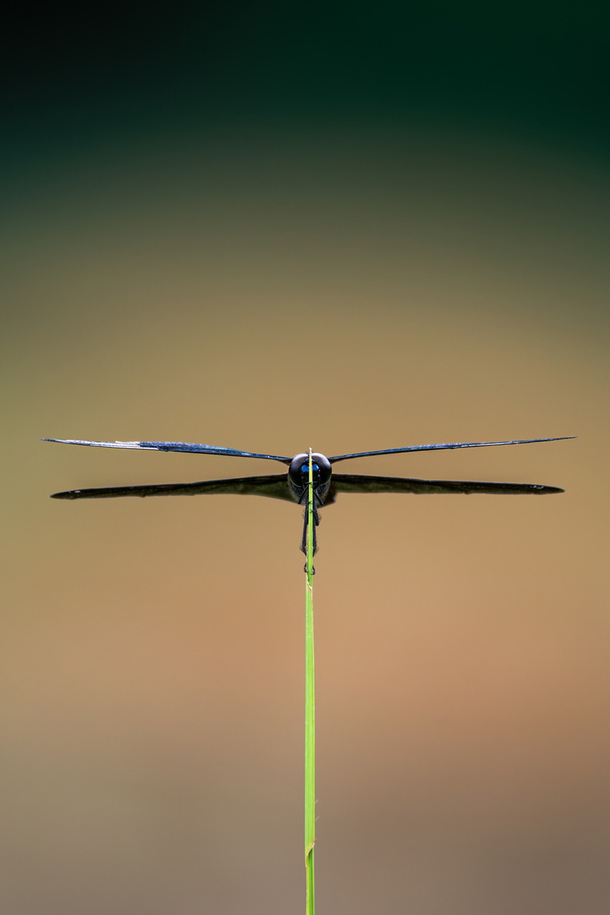 わぉ!博士賞作品の画像