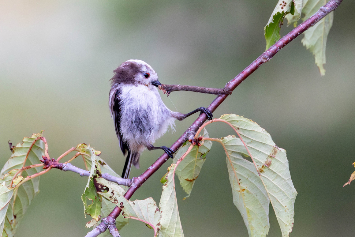 わぉ!博士賞作品の画像