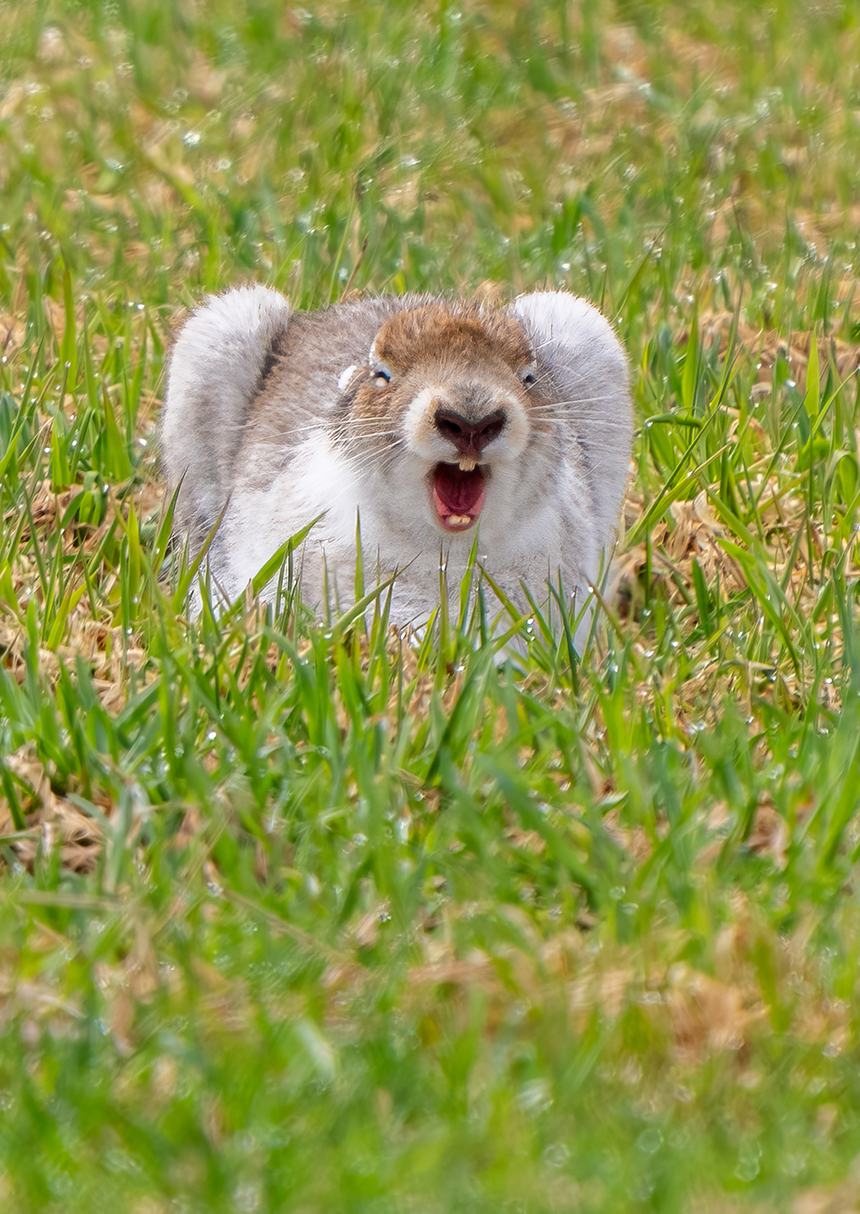 わぉ!グラフィック賞作品の画像