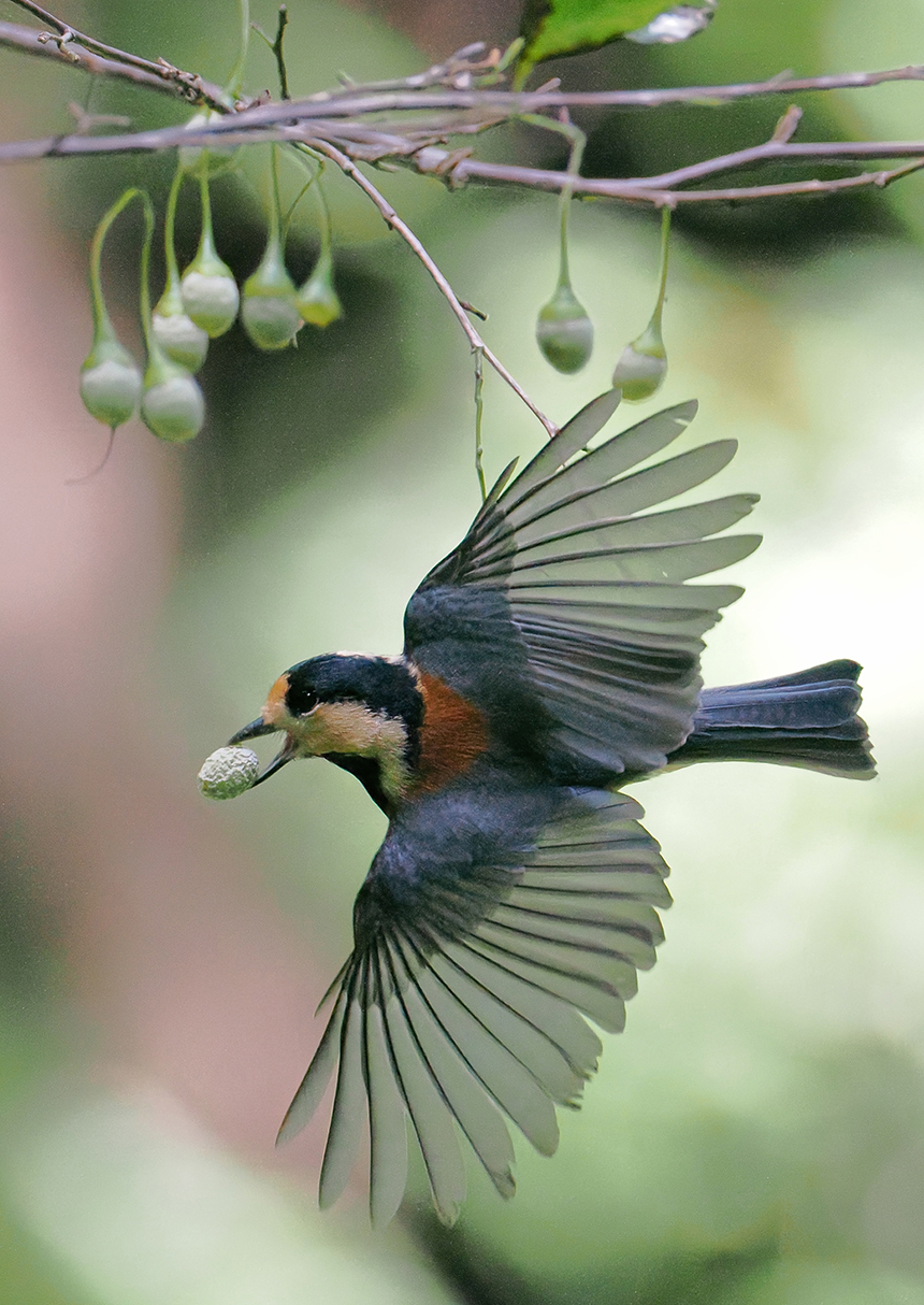 わぉ!グラフィック賞作品の画像
