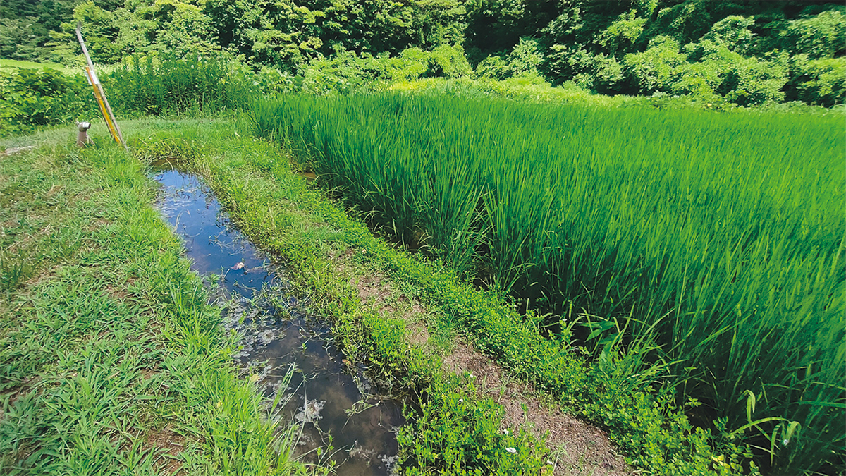 水田と江の写真