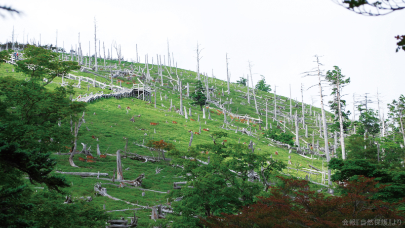 三重県大台ケ原の画像
