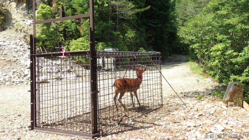 箱罠で捕獲された鹿の画像