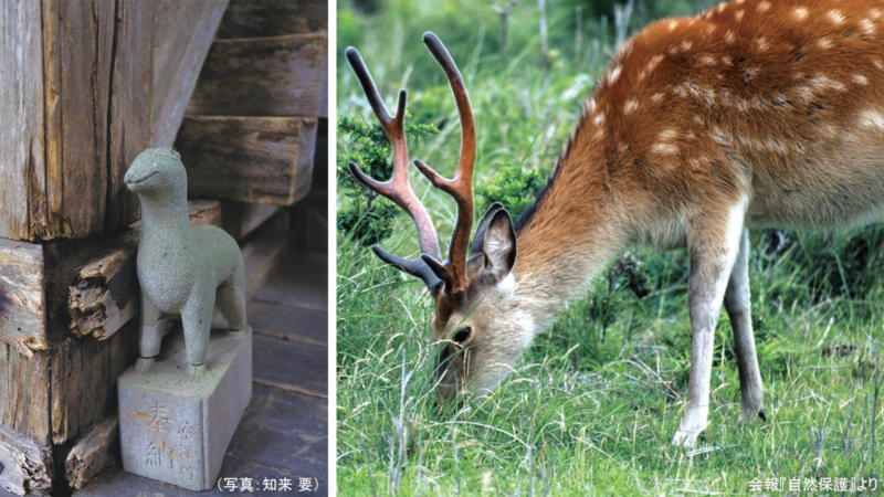 シカの石碑と草を食む鹿の画像