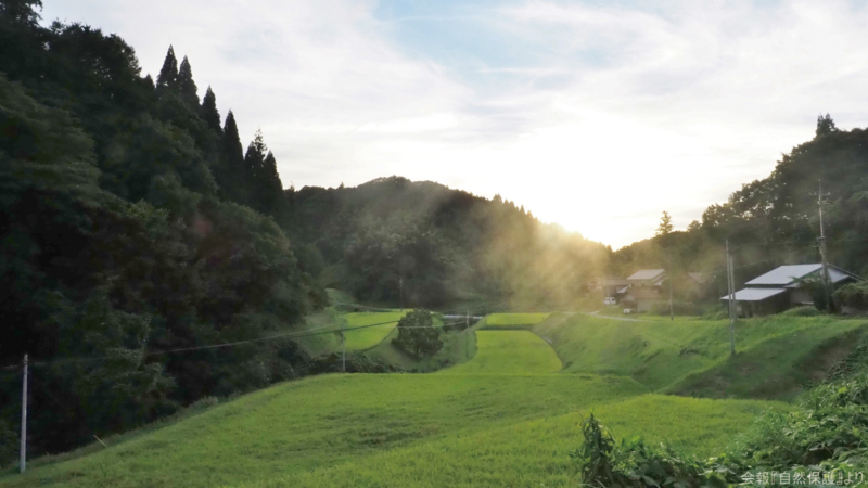谷津田の画像