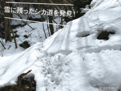 雪の上の足跡の画像