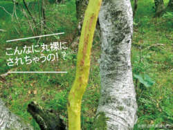 皮が剥がれた樹木の画像