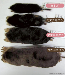 いろんなモグラの画像