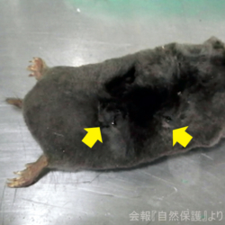 致命傷を負ったモグラの画像