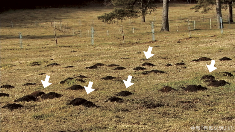 モグラ塚の画像