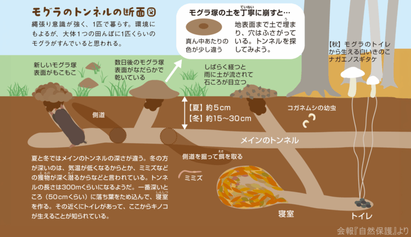 モグラのトンネルの断面図