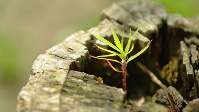 樹木の若い芽の画像