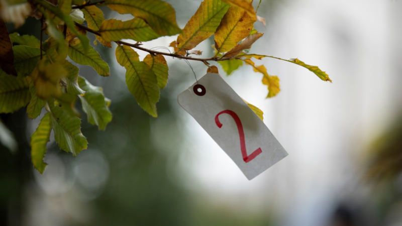 番号札を付けた枝の画像