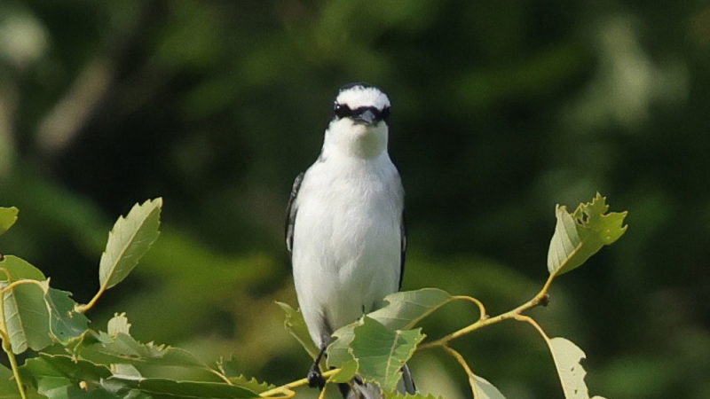 絶滅危惧種サンショウクイの画像
