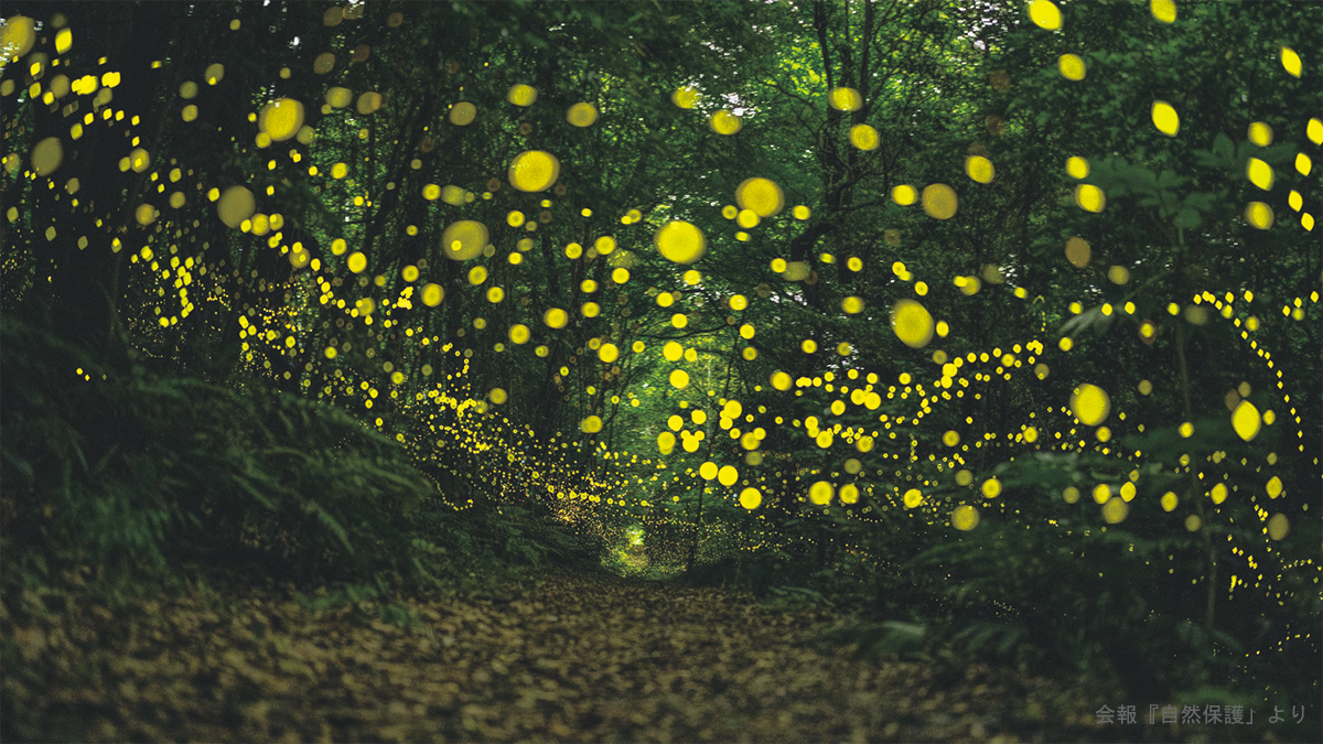 ヒメボタルの写真