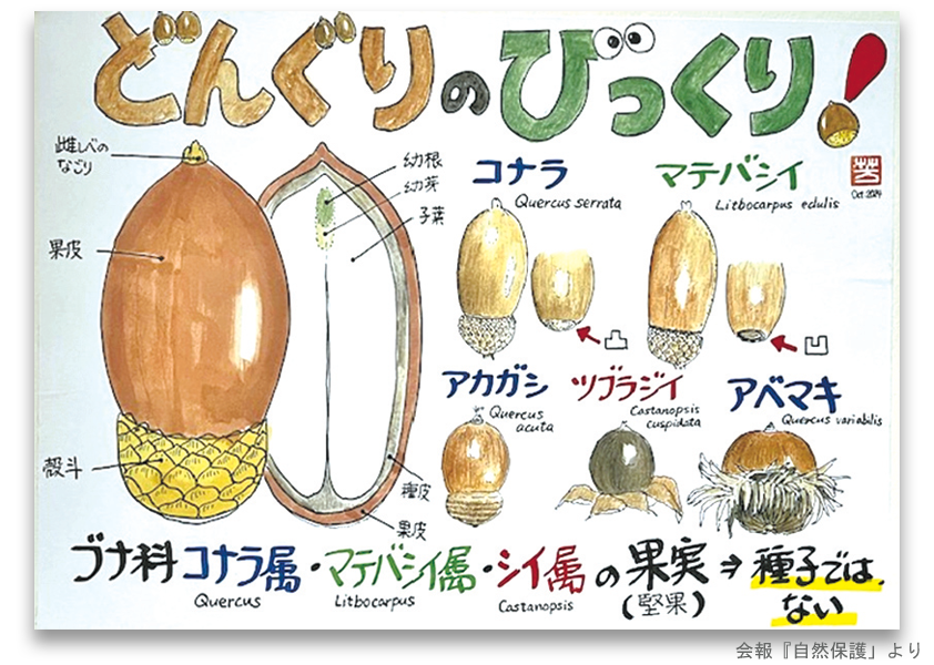 ドングリを扱った資料の写真