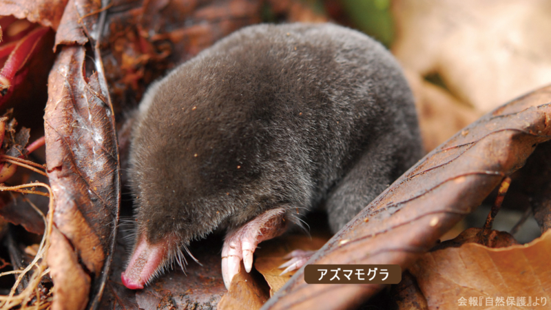 アズマモグラの画像