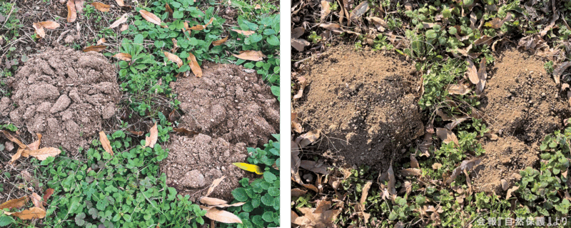 モグラ塚の画像