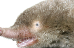 モグラの目の画像