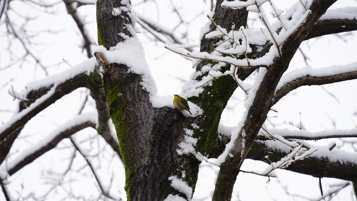 雪の積もった木にとまるメジロ