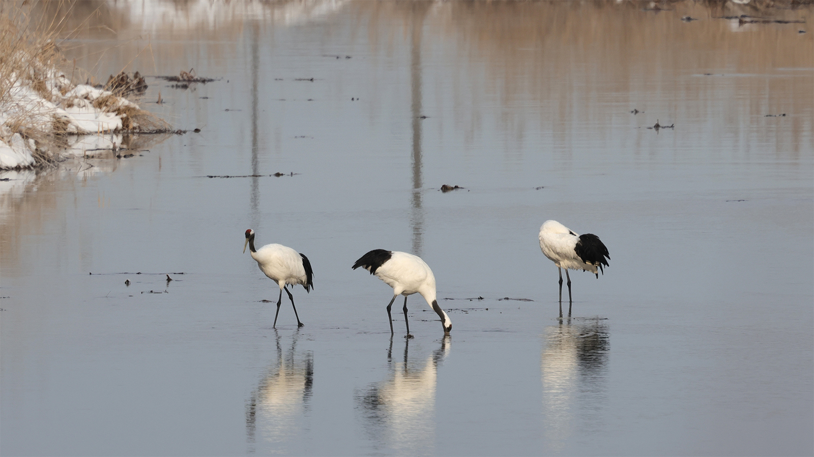 川を歩く3羽のタンチョウの写真