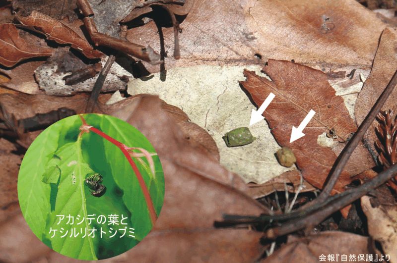 ルリオトシブミの揺籃の画像