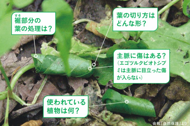 葉の切り方は？使われている植物は何？裾部分の 葉の処理は