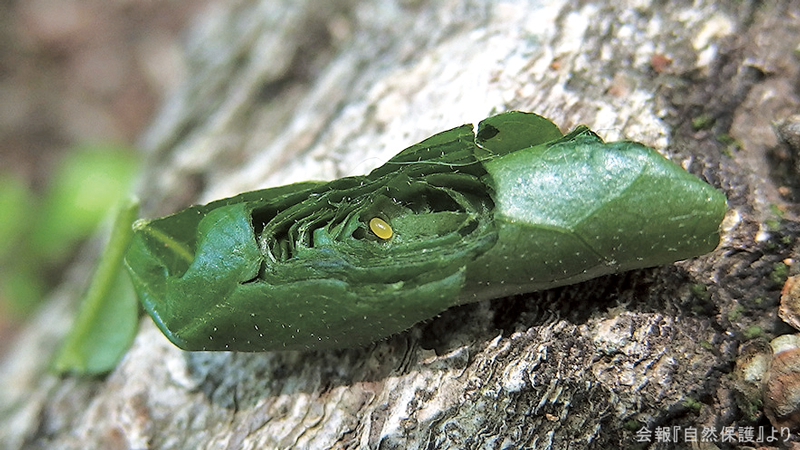 エゴツルクビオトシブミの揺籠の画像