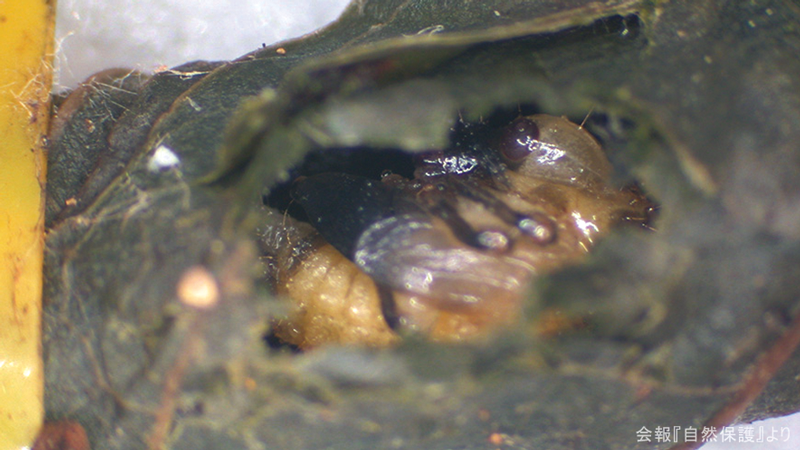 エゴツルクビオトシブミの蛹の画像