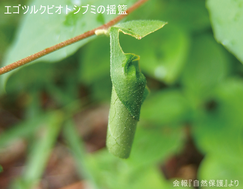 エゴツルクビオトシブミの揺籠