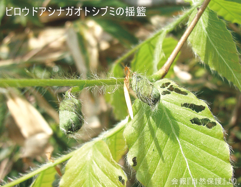 ビロウドアシナガオトシブミの揺籃