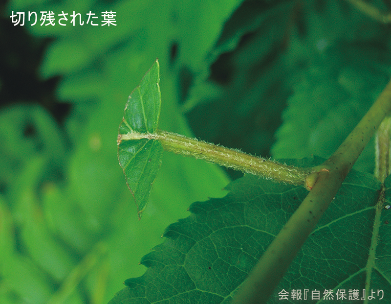 切り残された葉