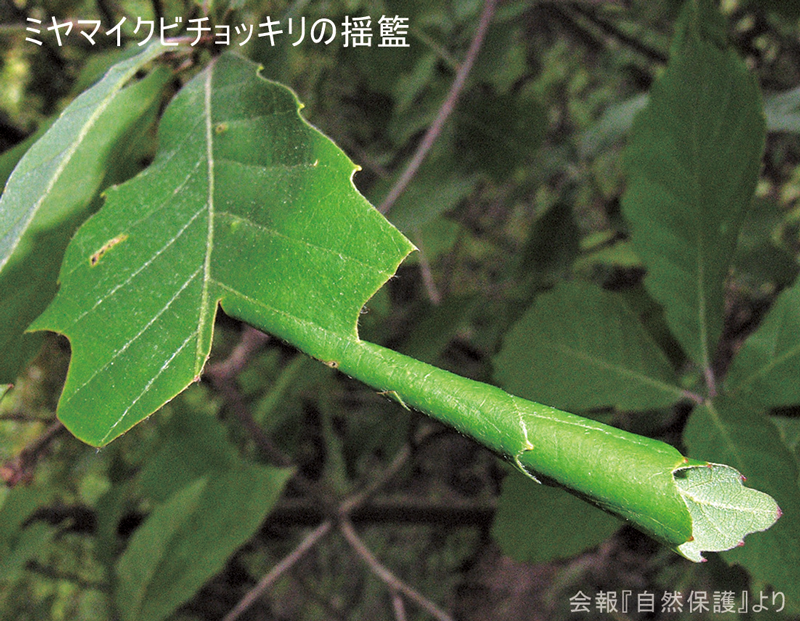 ヤマイクビチョッキリの揺籃