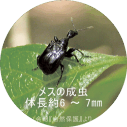 エゴツルクビオトシブミ（メス）の成虫の画像