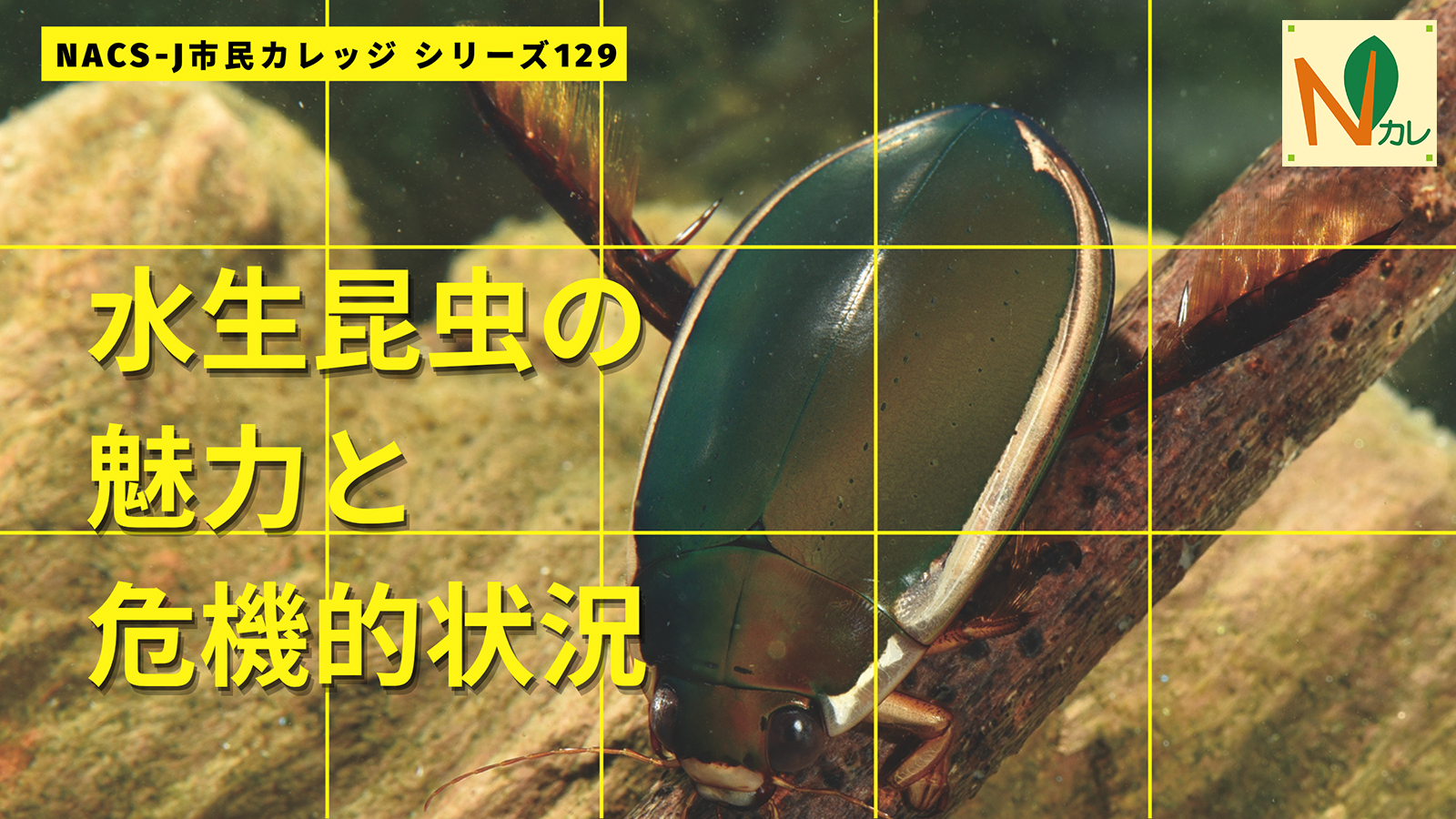 アキ　水生昆虫　73mm NACS-J市民カレッジ129水生昆虫の魅力と危機的状況 | 全国のイベント