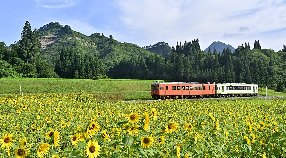 ひまわり畑の中を走る列車の写真