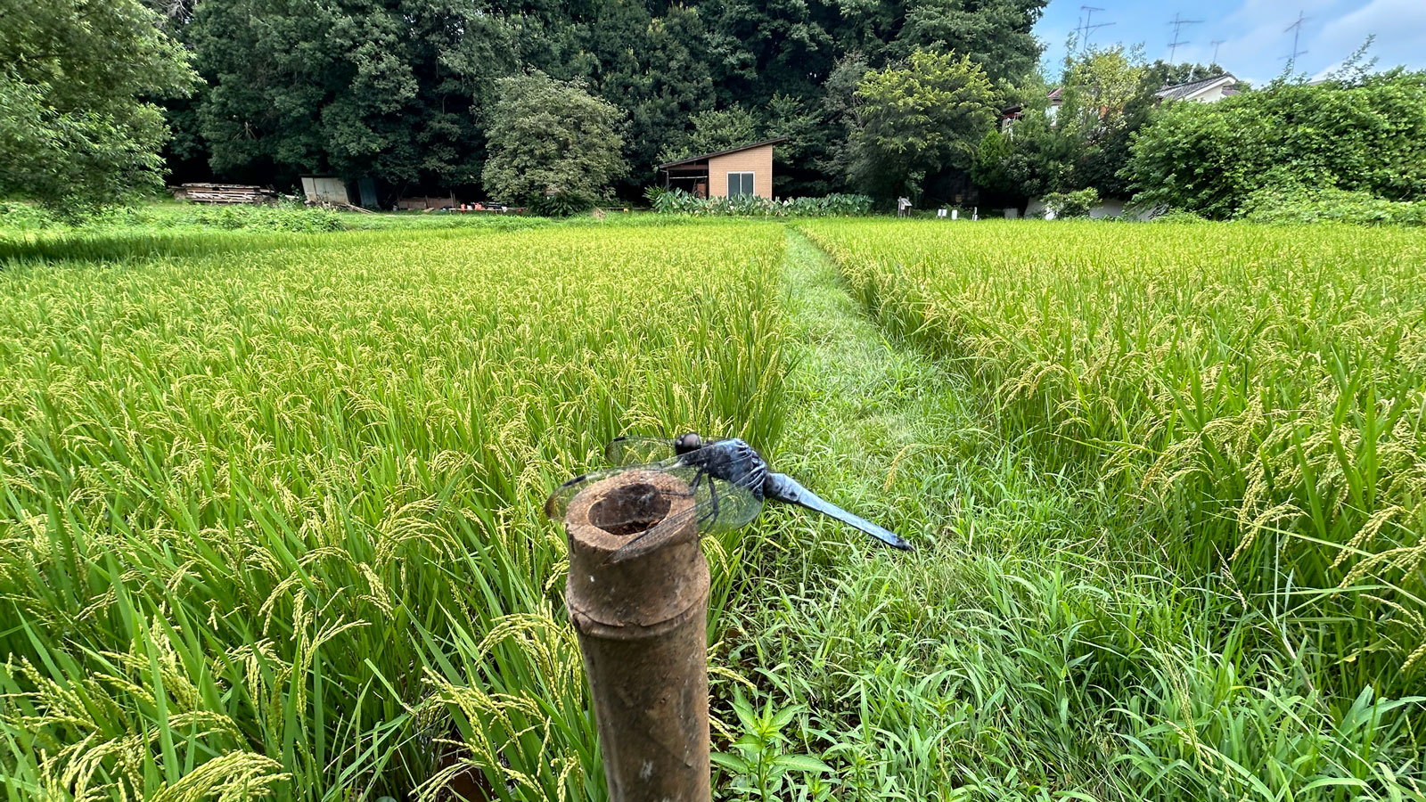 水田とトンボの画像