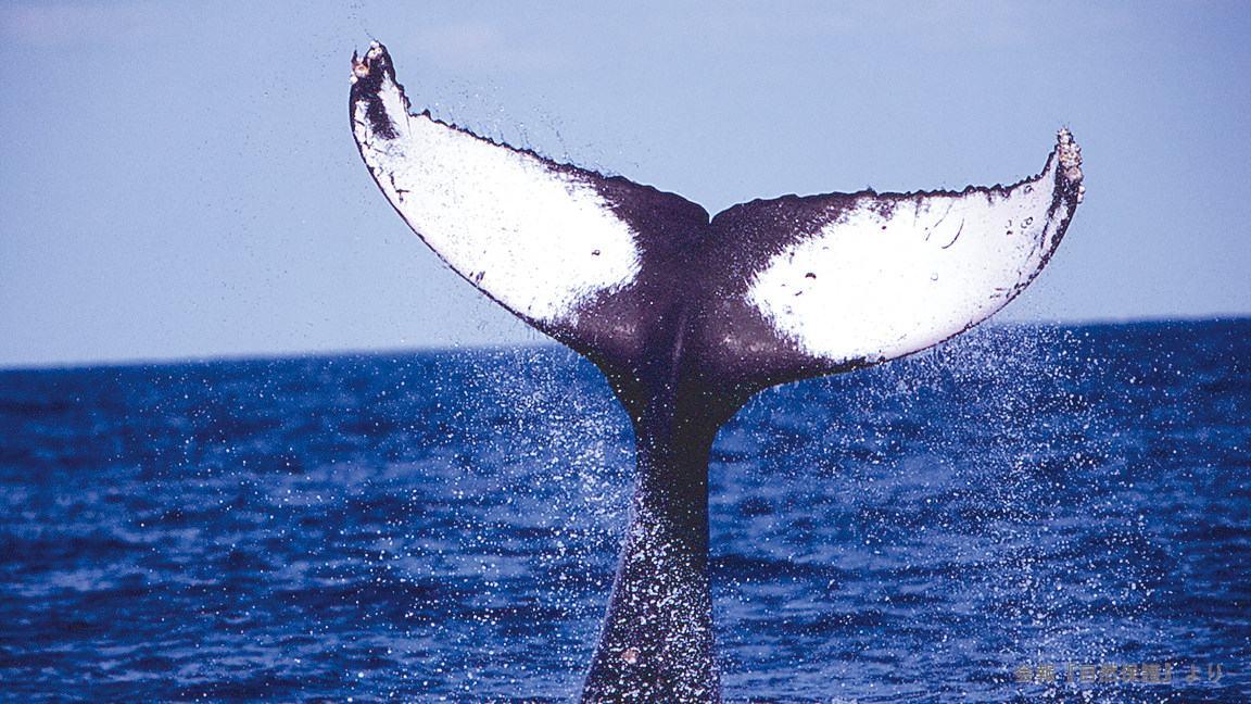 ザトウクジラのラビットテールの写真