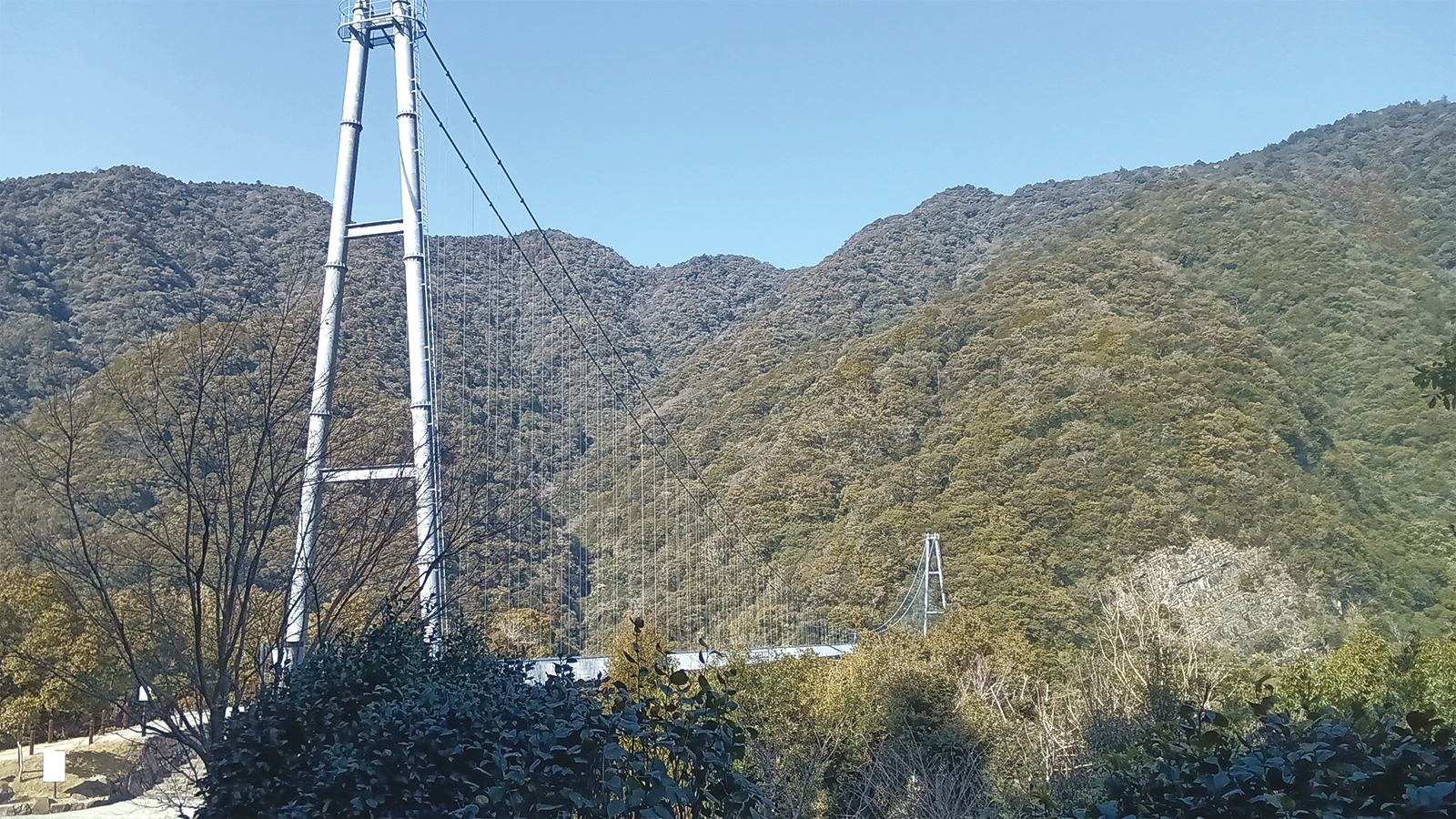 照葉樹林と橋の写真