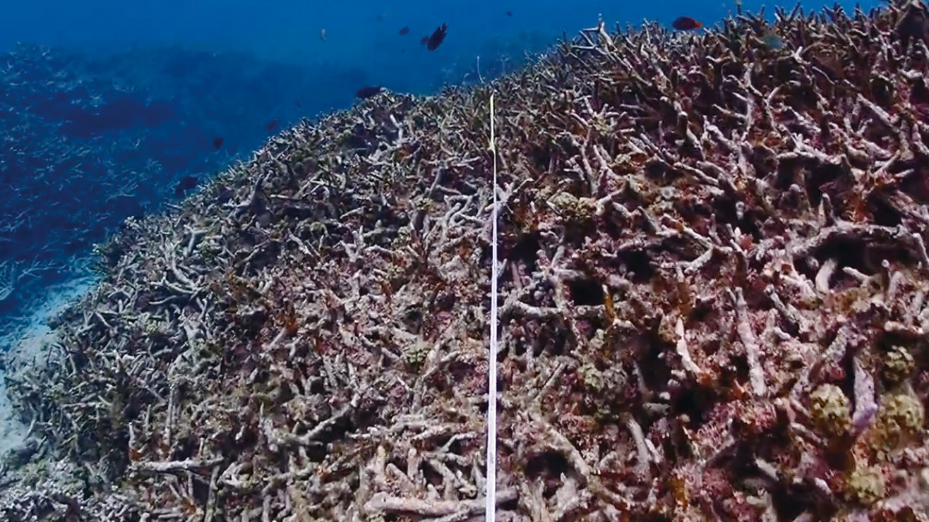 奄美・大島海峡のサンゴ礁の回復状況 | 活動レポート | 日本自然保護