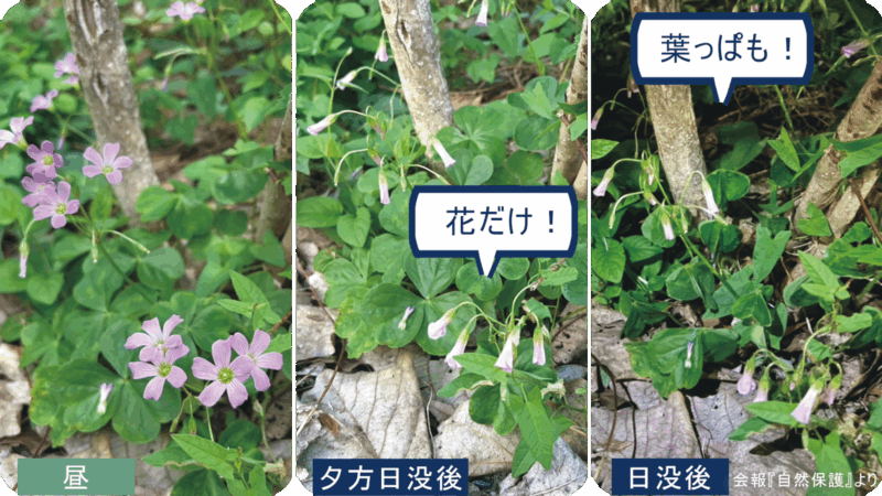 カタバミの画像