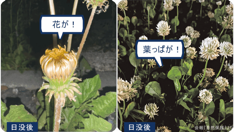 日没後のタンポポとシロツメクサの画像