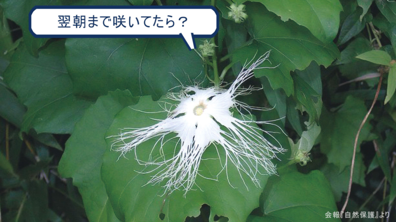 キカラスウリの画像