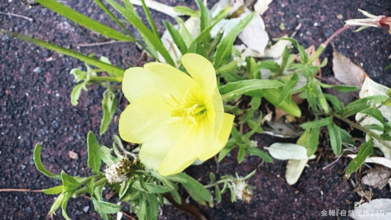 コマツヨイグサの画像