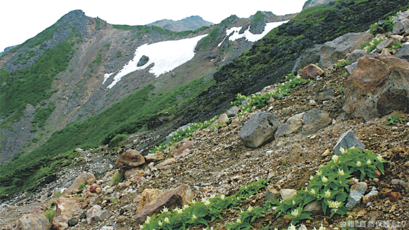 御嶽山の高山帯の画像